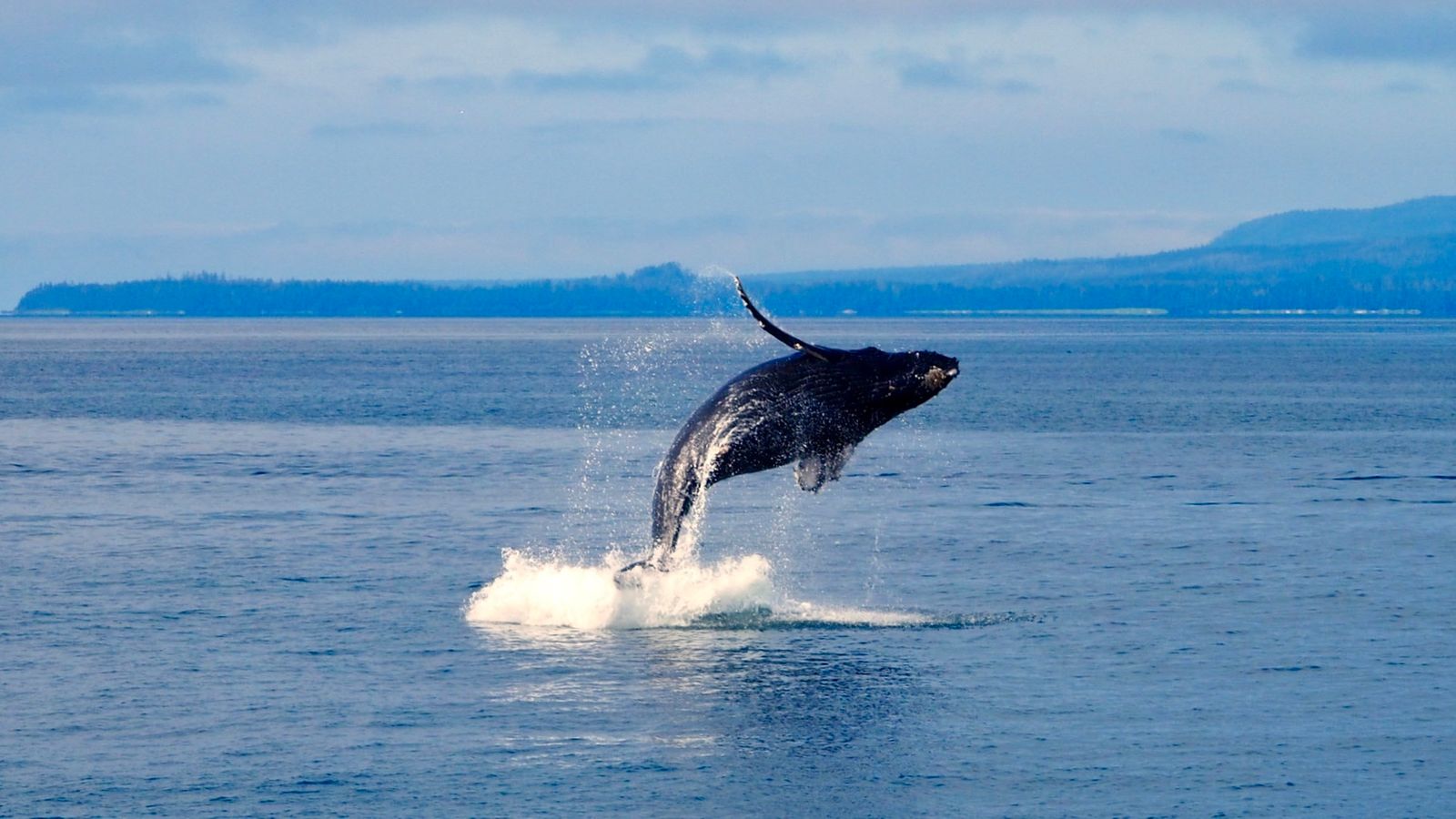 Humpback whale breaching in Alaska