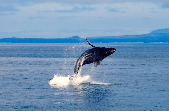 Humpback whale breaching off the Alaska coast